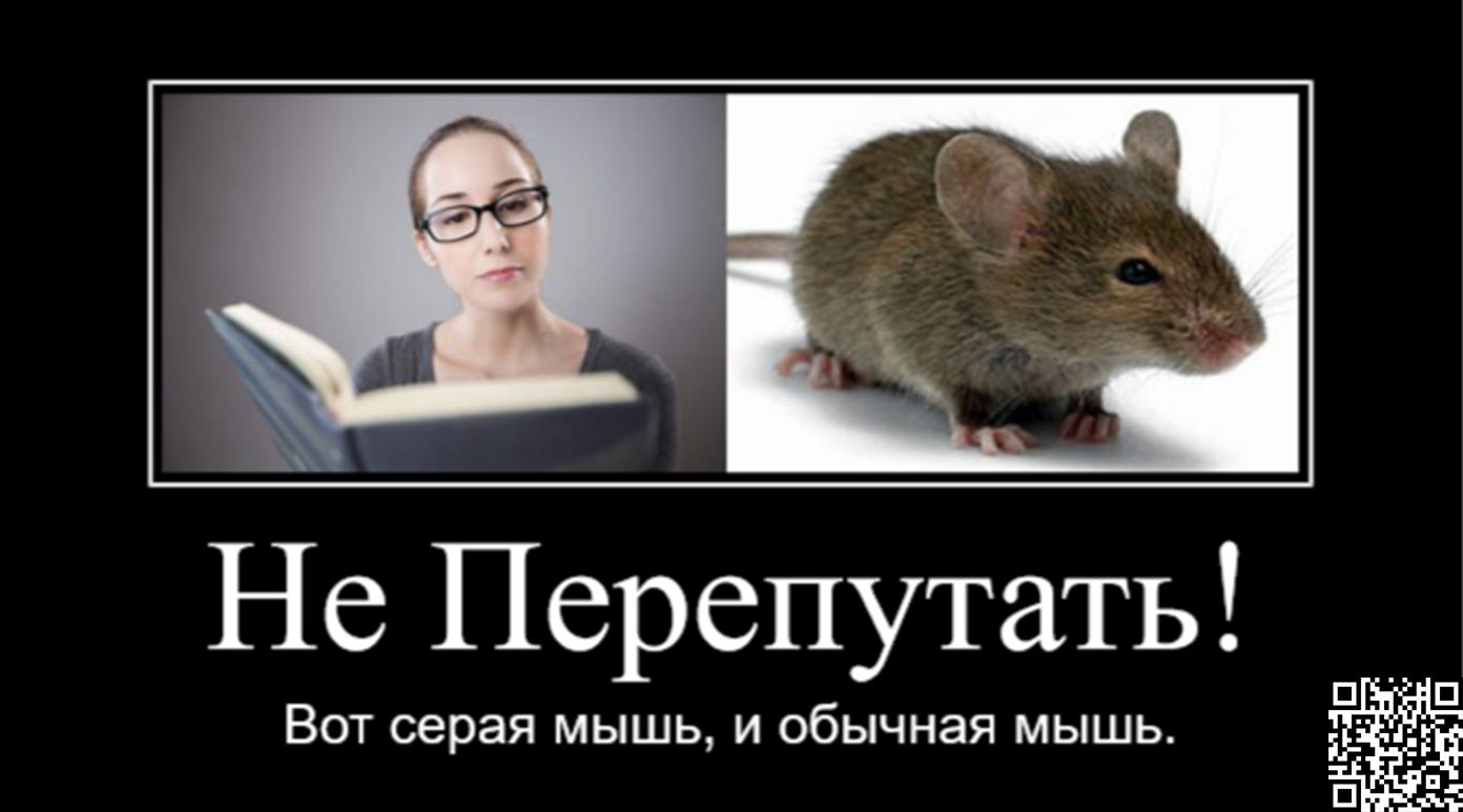 Некрасивая серая мышка. Серая мышка gf. Серая мышка синоним. Как переводится серая мышка. Секреты серой мыши читать